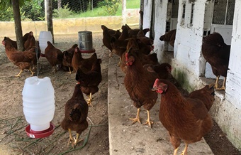 Produção de Galinhas para Ovos de Qualidade